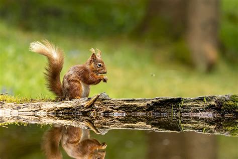 Red Squirrel Trail Cycle Explore The Isle Of Wight