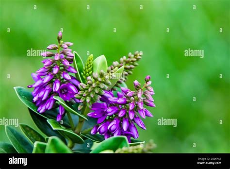 Hebe Veronica Plant And Green Leaves With Purple Flowers In Nature