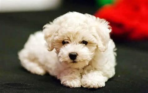 Bichon Frise Dogs Breed: Facts & Information