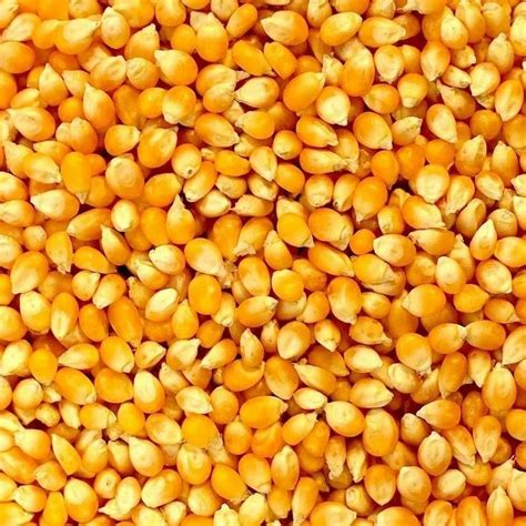 Natural Yellow Maize Seed For Agriculture Packaging Type Loose At Rs