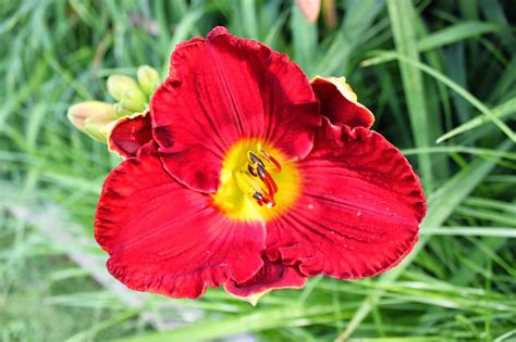 Lewis Daylily Garden Red Tetraploid Daylilies From The Summer Of 2014