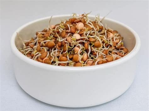 Lentil Sprouts – Forages