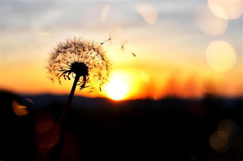 Um dente de leão o sol se pondo atrás dele Foto Premium