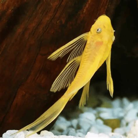 Pleco Fish Tank Mates: 21 Top Picks And Species To Avoid – Pet Fish Online