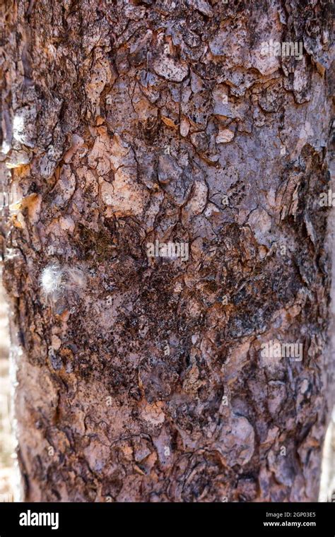 Tree bark in dry rainforest Stock Photo - Alamy