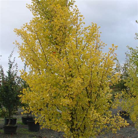 Ginkgo biloba 'Autumn Gold' ~ Autumn Gold Ginkgo – King's Sunset Nursery