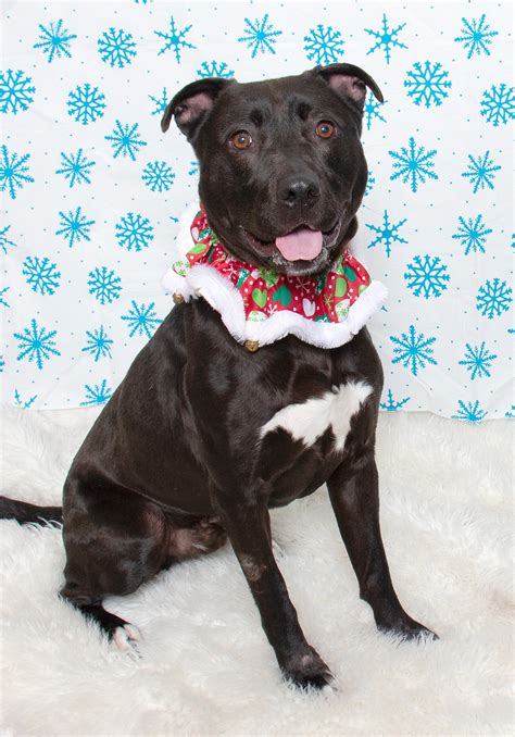 The people for animals nj secret to successful adoptions 23