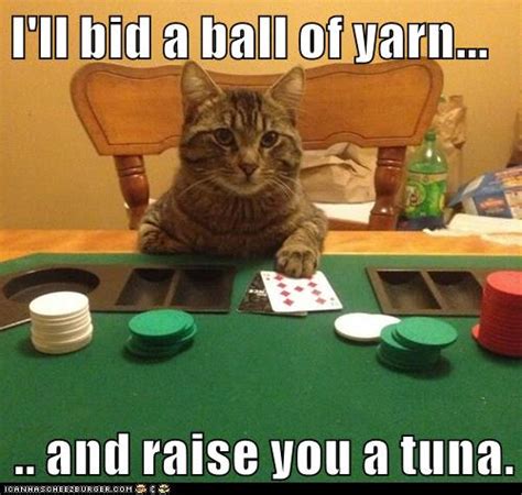 Lolcats - tuna - LOL at Funny Cat Memes - Funny cat pictures with words ...