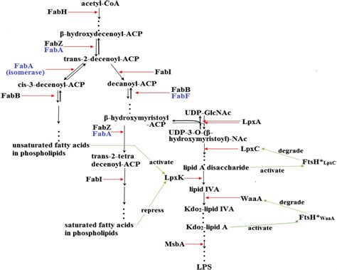 Crosstalk Between The Lipopolysaccharide And Phospholipid Pathways