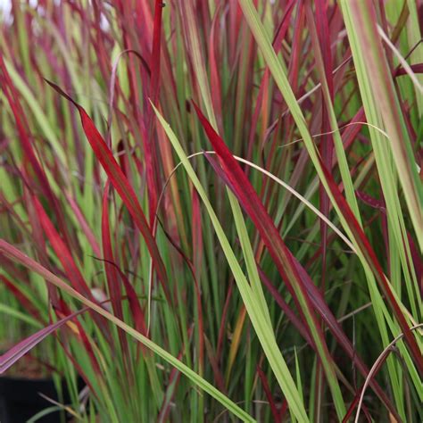 Imperata Cylindrica Red Baron Del Buy Plants At Coolplants