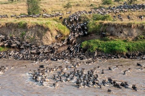 Best Tips For Viewing The Great Migration In Maasai Mara National Reserve