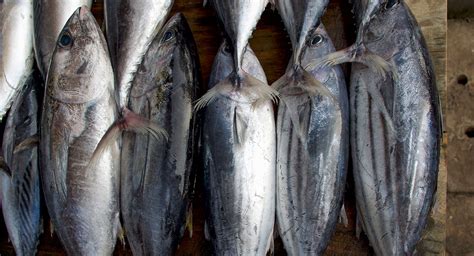 Pesca do atum no Ceará enfrenta o desafio da expansão