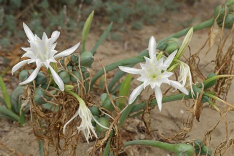 Most Exotic And Rarest Flowers Around The World