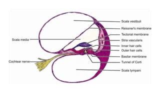 Anatomy of Inner ear(1).pptx