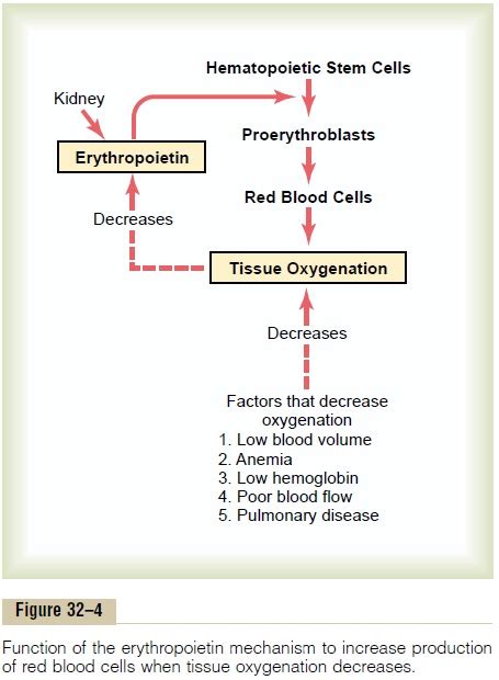 Formation Of Hemoglobin