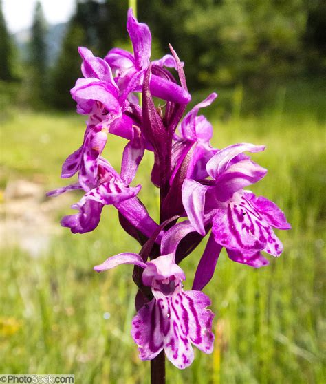 Wild Orchid Flower Blooms In Val Di Funes Villn Valley In The