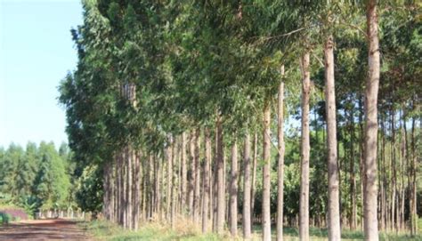 Produ O Da Extra O Vegetal E Da Silvicultura No Ms Atingiu R