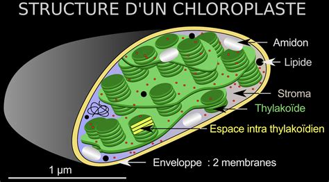 Tp Observer La Photosynth Se L Chelle Du Chloroplaste Comprendre