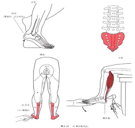 肌腱反射 图库 五毛网