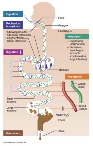 DIgestive System 1107 Intro Flashcards Quizlet