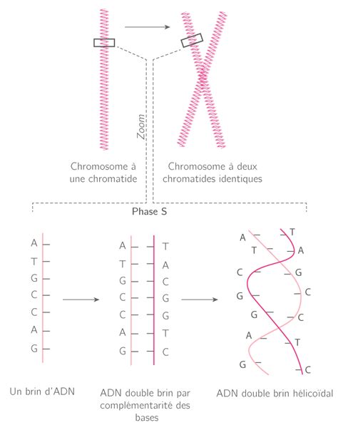 Kartable 1ère S Svt Cours La Reproduction Conforme De La Cellule Et La Réplication De L Adn