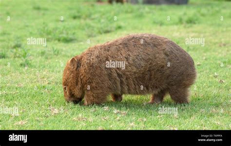 Wombat in Australia Stock Photo - Alamy