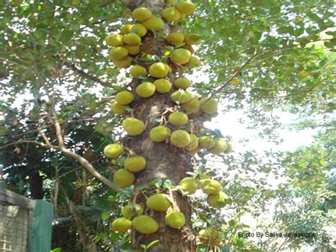 Travel Photo: Jackfruit Tree