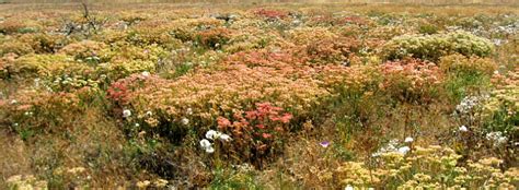 Cleveland Shrub Steppe Natural Area Preserve | WA - DNR