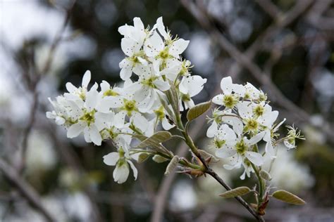 Autumn Brilliance Serviceberry | Great Plains Nursery