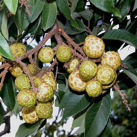 Polynesian Produce Stand Alupag Cats Eye Dimocarpus Didyma Rare