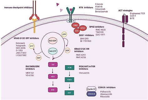 Frontiers Targeting Kras In Non Small Cell Lung Cancer