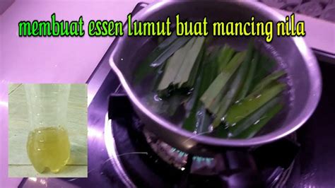 Membuat Essen Lumut Alami Buat Mancing Nila Mujaer Youtube