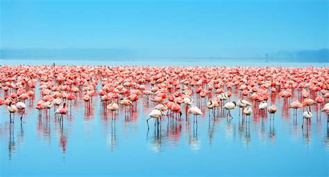 Lake Nakuru National Park Blessing Safaris