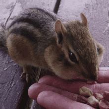 Chipmunk Meme - Chipmunk - Discover & Share GIFs