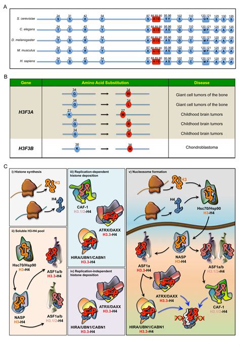 The Histone Variant H Claims Its Place In The Crowded Scene Of