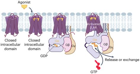 The Dynamics Of Agonist Adrenergic Receptor Activation Induced By