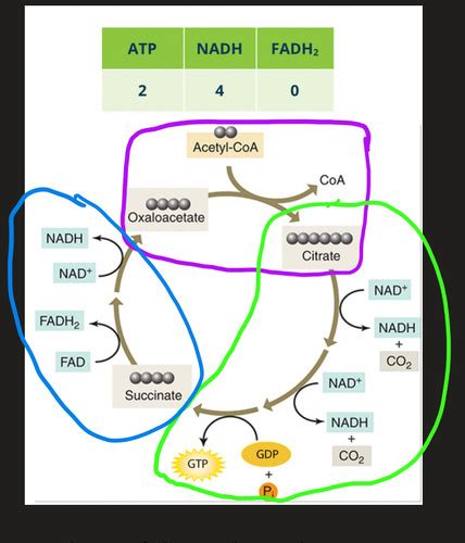 Biology Quiz Krebs Glycolysis Link Reaction Flashcards Quizlet