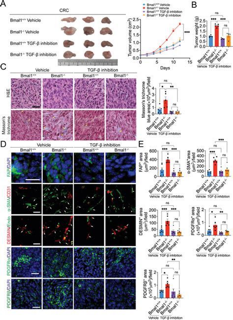 Ablation Of Bmal Deletionaccelerated Tumor Growth And Tumor Fibrosis