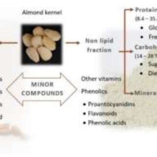 The Fatty Acid Pattern Of Nuts G 100 G Adapted From Dikmen 2015