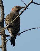 Elizabeth Mills Riverfront Park - Loudoun Wildlife Conservancy