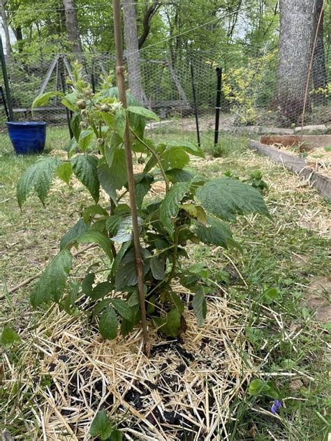 Does my raspberry bush look healthy : r/gardening