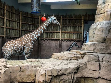 Three African Giraffes Inside Zoo in Illinois Stock Image - Image of ...