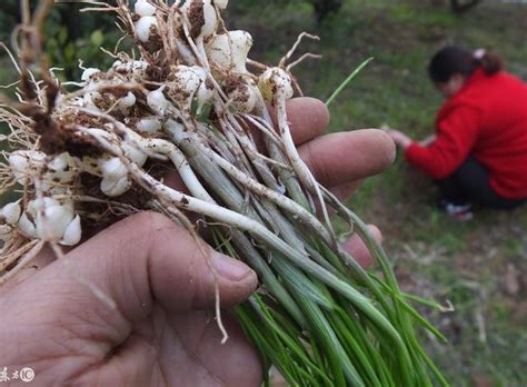 它叫野蔥，野蒜，野韭菜，小根蒜還是大腦瓜？這個野菜怎麼吃最好 每日頭條