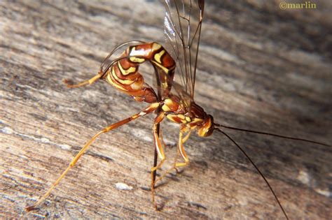 Giant Ichneumon Wasp Sting