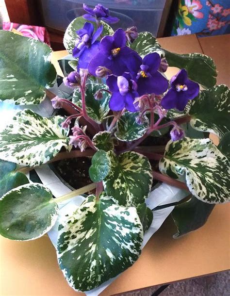 29 African Violets Display Ideas | Balcony Garden Web