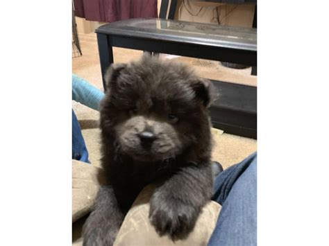 5 blue Chow Chow puppies Pittsburgh - Puppies for Sale Near Me