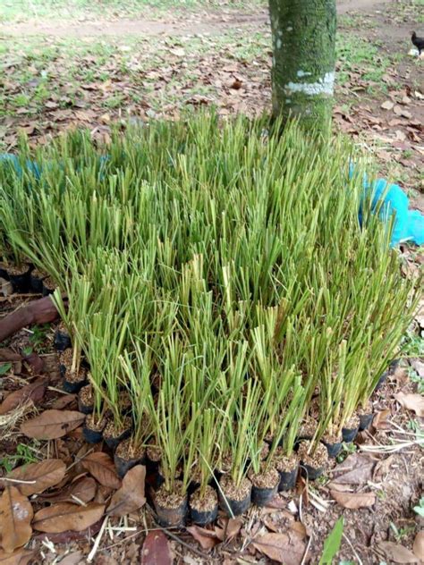 Paket 10 Batang Rumput Vetiver Akar Wangi Penahan Erosi Tanah Lazada