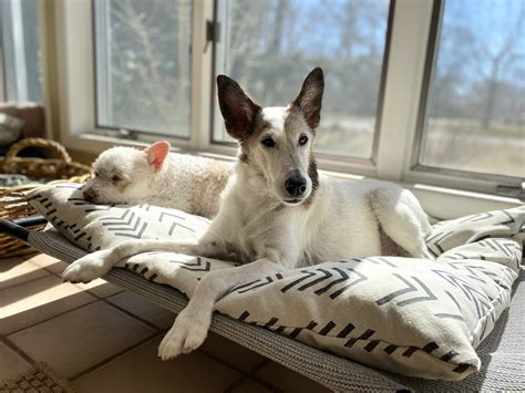 Do Dogs Actually Help With Anxiety