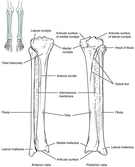 Lower Leg Bone Anatomy Diagram Printable Worksheets