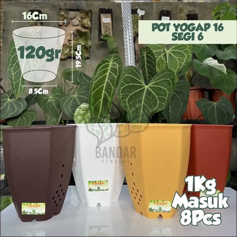 jual pot bibit bunga tanaman hias yogap  segi  warna cantik bentuk
